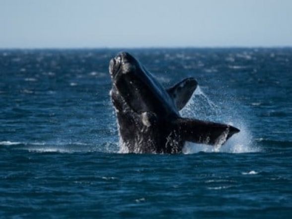 Հյուսիսատլանտյան հարավային կետերի պոպուլյացիան կրճատվել է 10 տոկոսով